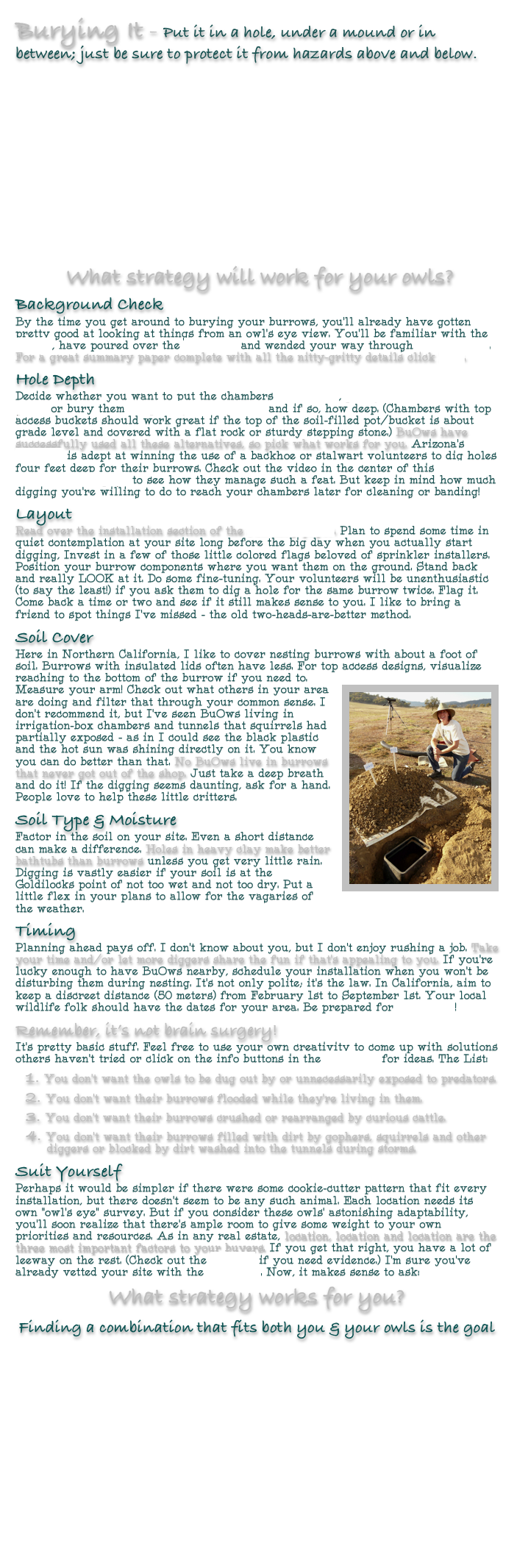 Burying It - Put it in a hole, under a mound or in between; just be sure to protect it from hazards above and below.









            What strategy will work for your owls?  
Background Check  By the time you get around to burying your burrows, you’ll already have gotten pretty good at looking at things from an owl’s eye view. You’ll be familiar with the Basics, have poured over the Checklist and wended your way through Burrows 101. For a great summary paper complete with all the nitty-gritty details click here.
Hole Depth  Decide whether you want to put the chambers in a mound, partly below the natural grade or bury them completely underground and if so, how deep. (Chambers with top access buckets should work great if the top of the soil-filled pot/bucket is about grade level and covered with a flat rock or sturdy stepping stone.) BuOws have successfully used all these alternatives, so pick what works for you. Arizona’s Wild at Heart is adept at winning the use of a backhoe or stalwart volunteers to dig holes four feet deep for their burrows. Check out the video in the center of this Arizona Game and Fish page to see how they manage such a feat. But keep in mind how much digging you’re willing to do to reach your chambers later for cleaning or banding!
Layout Read over the installation section of the summary paper. Plan to spend some time in quiet contemplation at your site long before the big day when you actually start digging, Invest in a few of those little colored flags beloved of sprinkler installers. Position your burrow components where you want them on the ground. Stand back and really LOOK at it. Do some fine-tuning. Your volunteers will be unenthusiastic (to say the least!) if you ask them to dig a hole for the same burrow twice. Flag it. Come back a time or two and see if it still makes sense to you. I like to bring a friend to spot things I’ve missed - the old two-heads-are-better method. 
Soil Cover Here in Northern California, I like to cover nesting burrows with about a foot of soil. Burrows with insulated lids often have less. For top access designs, visualize reaching to the bottom of the burrow if you need to. Measure your arm! Check out ￼what others in your area are doing and filter that through your common sense. I don’t recommend it, but I’ve seen BuOws living in irrigation-box chambers and tunnels that squirrels had partially exposed - as in I could see the black plastic and the hot sun was shining directly on it. You know you can do better than that. No BuOws live in burrows that never got out of the shop. Just take a deep breath and do it! If the digging seems daunting, ask for a hand. People love to help these little critters. 
Soil Type & Moisture  Factor in the soil on your site. Even a short distance can make a difference. Holes in heavy clay make better bathtubs than burrows unless you get very little rain. Digging is vastly easier if your soil is at the Goldilocks point of not too wet and not too dry. Put a little flex in your plans to allow for the vagaries of the weather.
Timing  Planning ahead pays off. I don’t know about you, but I don’t enjoy rushing a job. Take your time and/or let more diggers share the fun if that’s appealing to you. If you’re lucky enough to have BuOws nearby, schedule your installation when you won’t be disturbing them during nesting. It’s not only polite; it’s the law. In California, aim to keep a discreet distance (50 meters) from February 1st to September 1st. Your local wildlife folk should have the dates for your area. Be prepared for inspectors!
Remember, it’s not brain surgery!  It’s pretty basic stuff. Feel free to use your own creativity to come up with solutions others haven’t tried or click on the info buttons in the Checklist for ideas. The List:
 You don’t want the owls to be dug out by or unnecessarily exposed to predators.
 You don’t want their burrows flooded while they’re living in them. 
 You don’t want their burrows crushed or rearranged by curious cattle.
 You don’t want their burrows filled with dirt by gophers, squirrels and other         diggers or blocked by dirt washed into the tunnels during storms. 
Suit Yourself Perhaps it would be simpler if there were some cookie-cutter pattern that fit every installation, but there doesn’t seem to be any such animal. Each location needs its own “owl’s eye” survey. But if you consider these owls’ astonishing adaptability, you’ll soon realize that there’s ample room to give some weight to your own priorities and resources. As in any real estate, location, location and location are the three most important factors to your buyers. If you get that right, you have a lot of leeway on the rest. (Check out the Gallery if you need evidence.) I’m sure you’ve already vetted your site with the Checklist. Now, it makes sense to ask: 
What strategy works for you?
Finding a combination that fits both you & your owls is the goal







