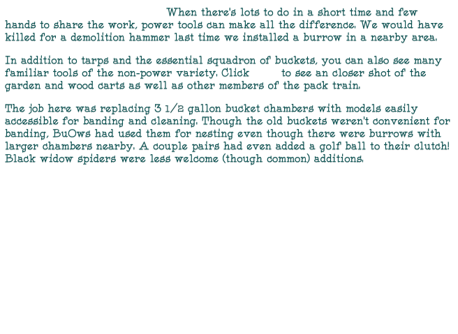                                         When there’s lots to do in a short time and few hands to share the work, power tools can make all the difference. We would have killed for a demolition hammer last time we installed a burrow in a nearby area. 
In addition to tarps and the essential squadron of buckets, you can also see many familiar tools of the non-power variety. Click here to see an closer shot of the garden and wood carts as well as other members of the pack train.
The job here was replacing 3 1/2 gallon bucket chambers with models easily accessible for banding and cleaning. Though the old buckets weren’t convenient for banding, BuOws had used them for nesting even though there were burrows with larger chambers nearby. A couple pairs had even added a golf ball to their clutch!  Black widow spiders were less welcome (though common) additions.